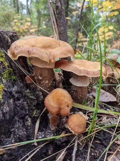 Gabions Campground and Day Use - Curran,