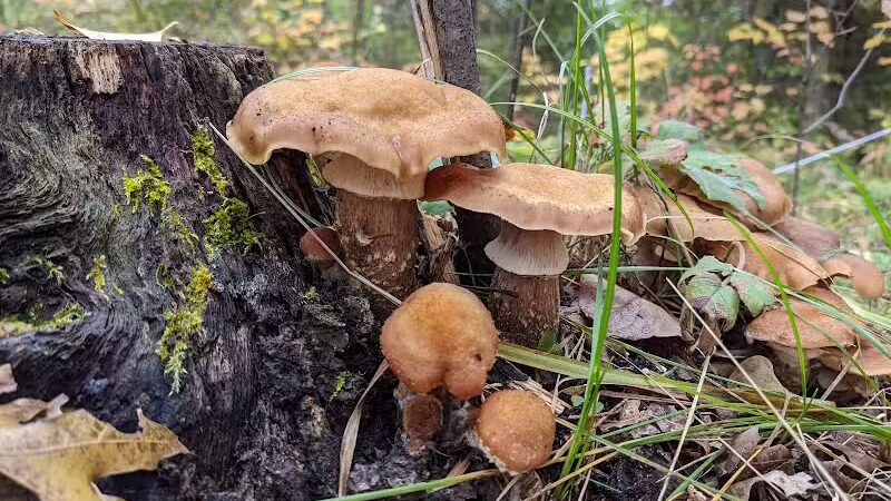 Gabions Campground and Day Use - Curran,