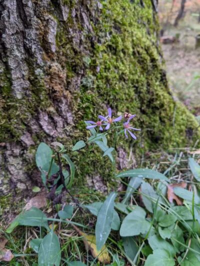 Gabions Campground and Day Use - Curran,