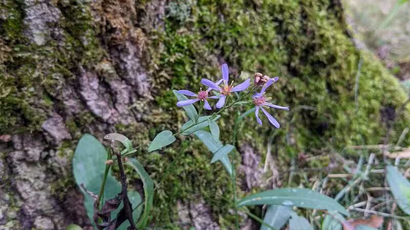 Gabions Campground and Day Use - Curran,