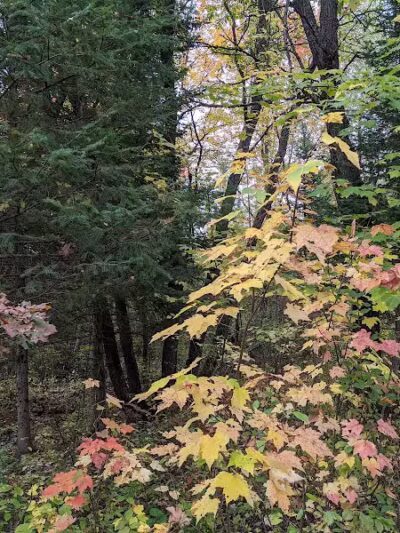Gabions Campground and Day Use - Curran,