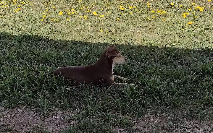Custer Bark Park - Custer,