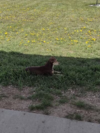 Custer Bark Park - Custer,