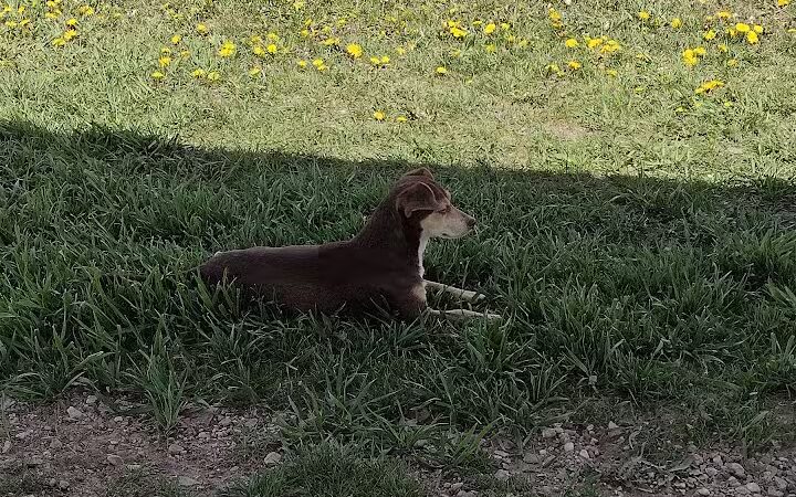 Custer Bark Park - Custer,
