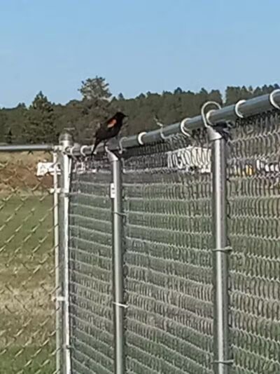 Custer Bark Park - Custer,