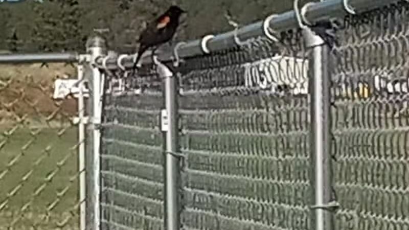 Custer Bark Park - Custer,