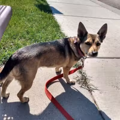 Custer Bark Park - Custer,