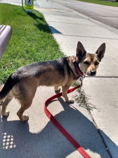Custer Bark Park - Custer,
