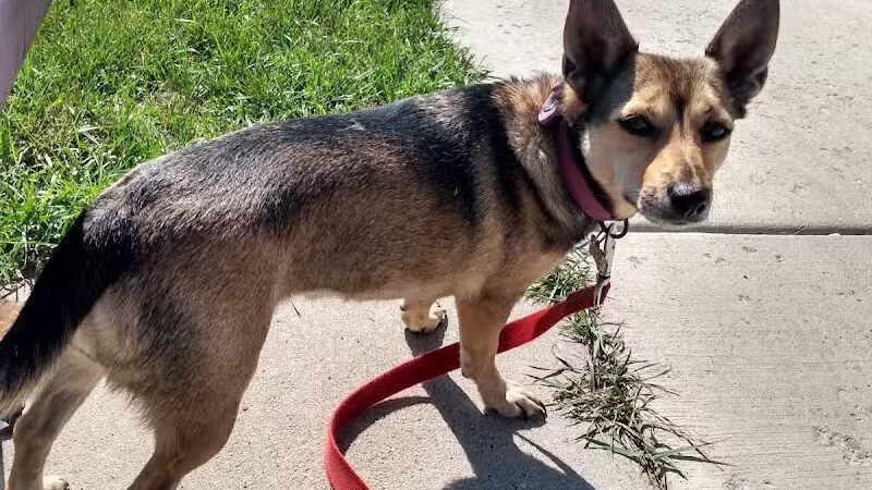 Custer Bark Park - Custer,