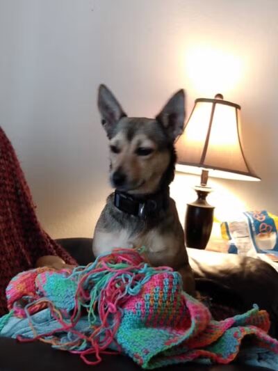 Custer Bark Park - Custer,