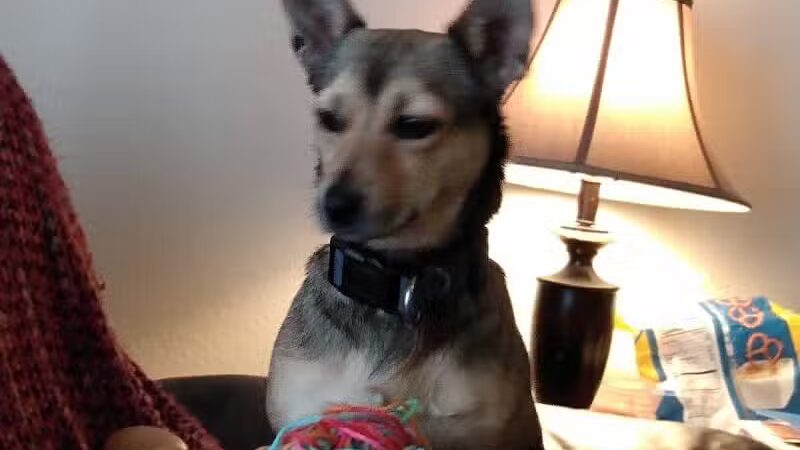 Custer Bark Park - Custer,