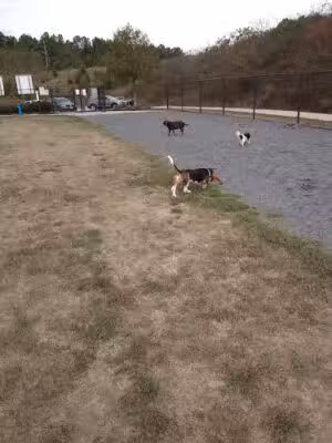 Harbins Dog Park - Dacula, GA
