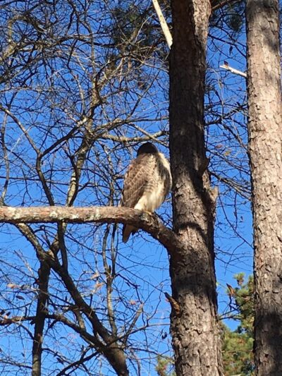Rabbit Hill Park- Dog Park - Dacula, GA