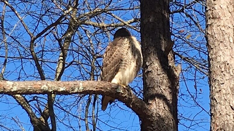 Rabbit Hill Park- Dog Park - Dacula, GA