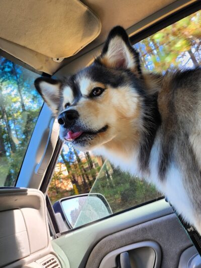 Rabbit Hill Park- Dog Park - Dacula, GA