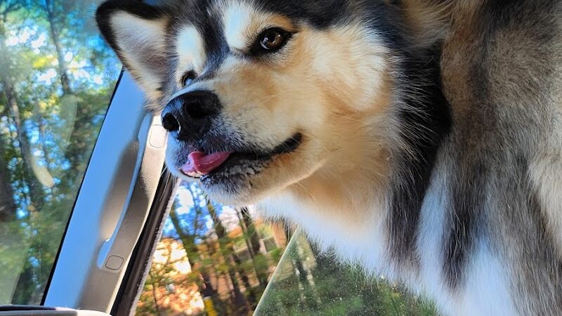 Rabbit Hill Park- Dog Park - Dacula, GA