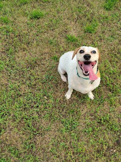Rabbit Hill Park- Dog Park - Dacula, GA