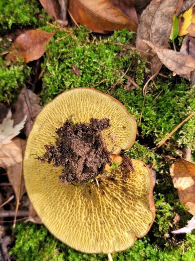 Dalbo Park - Dalbo, MN