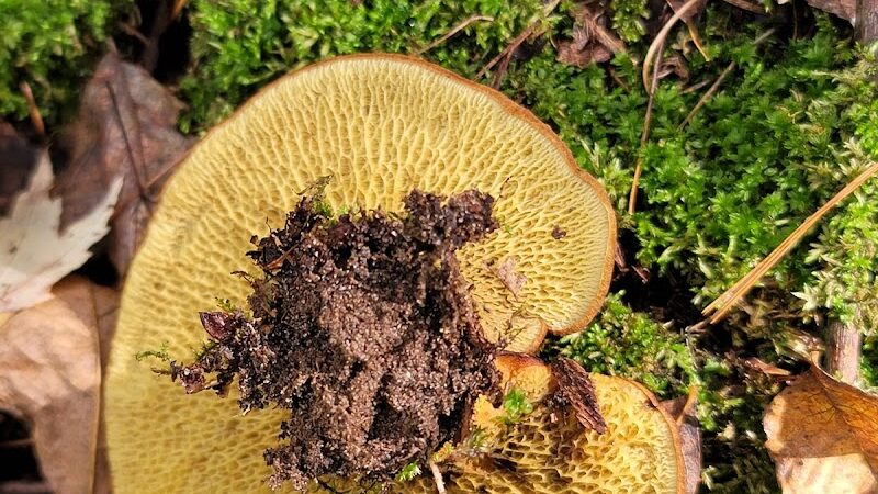 Dalbo Park - Dalbo, MN