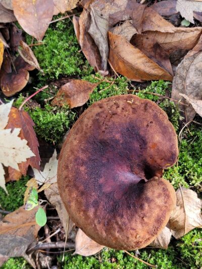 Dalbo Park - Dalbo, MN