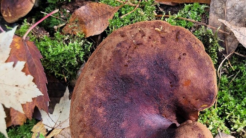 Dalbo Park - Dalbo, MN