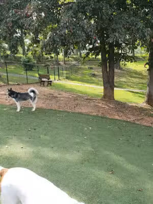 Dog Woods at Coleman Camp Park - Dallas, GA