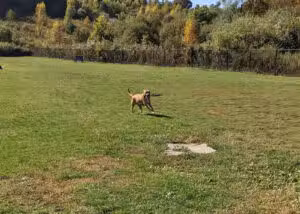 Danbury Dog Park - Danbury, CT