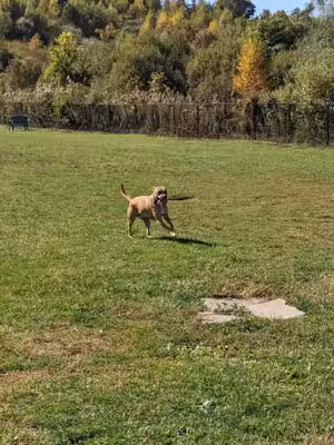 Danbury Dog Park - Danbury, CT