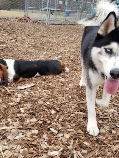 Phaiah's Dog Park - Danielson, CT