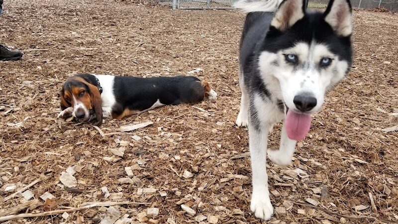 Phaiah's Dog Park - Danielson, CT