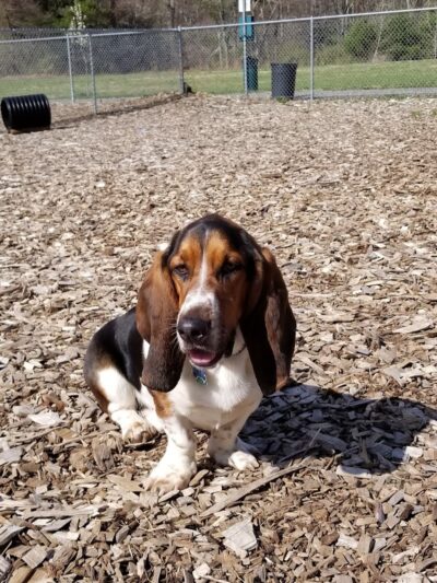 Phaiah's Dog Park - Danielson, CT