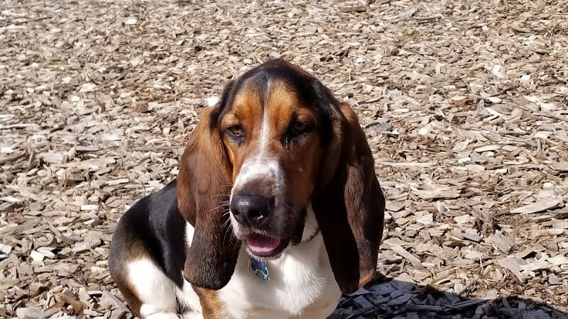Phaiah's Dog Park - Danielson, CT