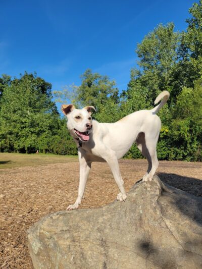 Phaiah's Dog Park - Danielson, CT