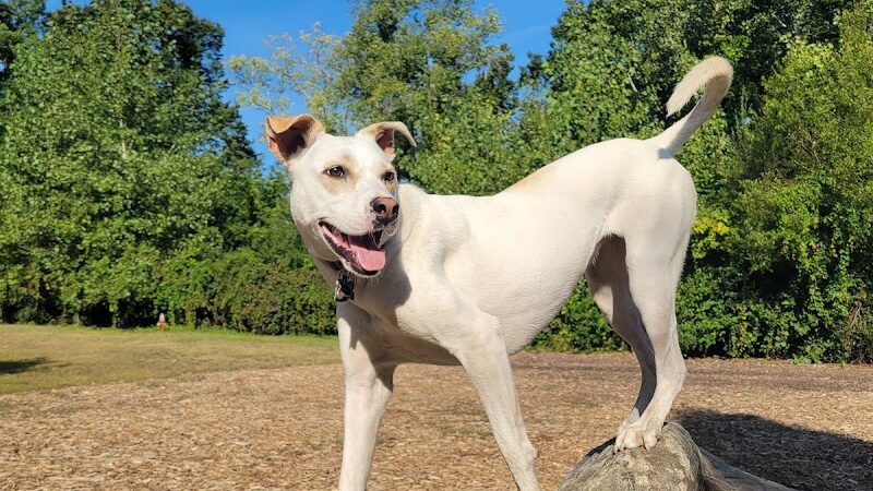 Phaiah's Dog Park - Danielson, CT