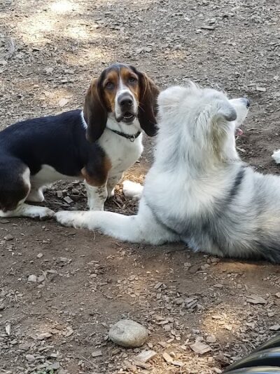 Phaiah's Dog Park - Danielson, CT