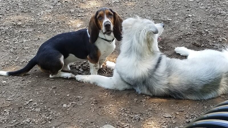 Phaiah's Dog Park - Danielson, CT
