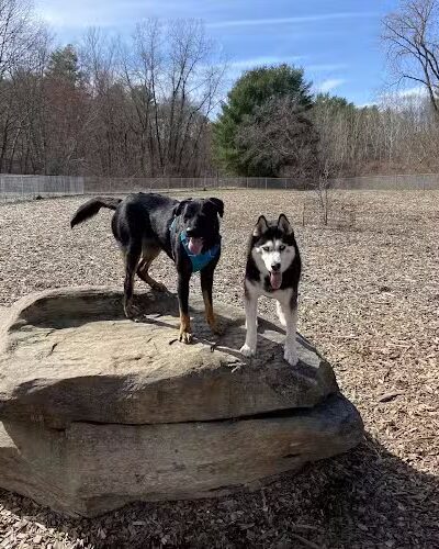 Phaiah's Dog Park - Danielson, CT
