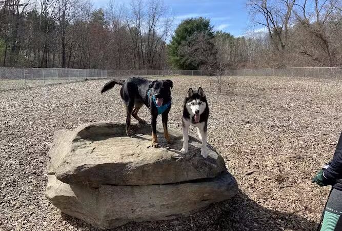 Phaiah's Dog Park - Danielson, CT