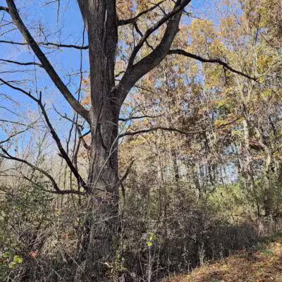 7 Gables Road Natural Area - Dansville,