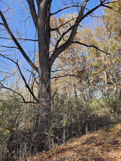 7 Gables Road Natural Area - Dansville,