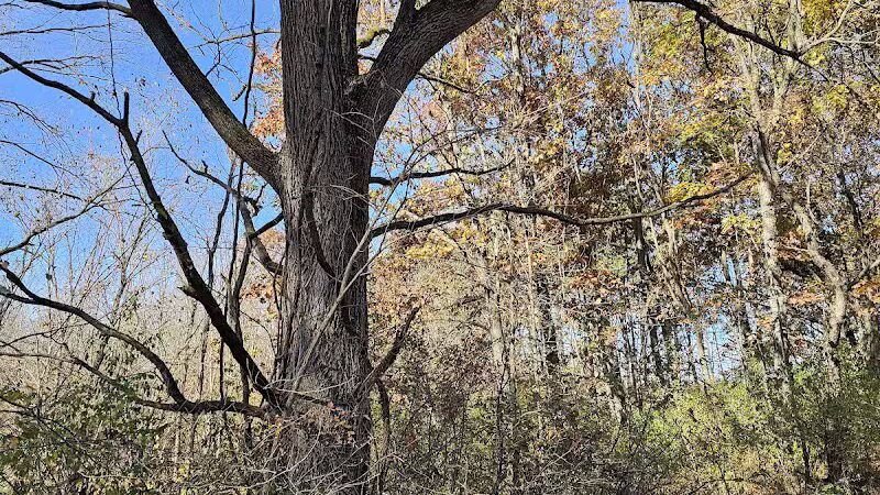 7 Gables Road Natural Area - Dansville,