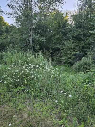 7 Gables Road Natural Area - Dansville,