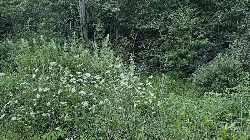 7 Gables Road Natural Area - Dansville,