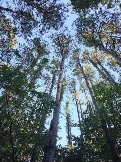 7 Gables Road Natural Area - Dansville,