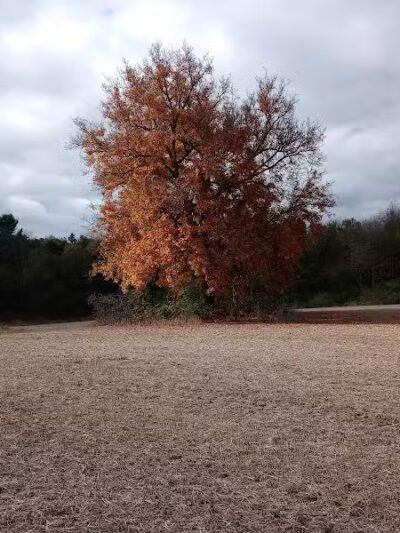 7 Gables Road Natural Area - Dansville,