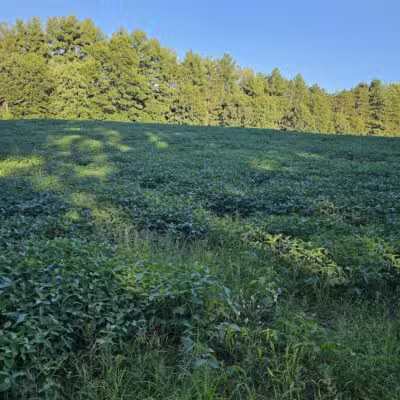 7 Gables Road Natural Area - Dansville,