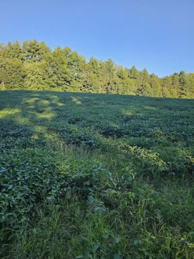 7 Gables Road Natural Area - Dansville,