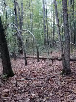 7 Gables Road Natural Area - Dansville,