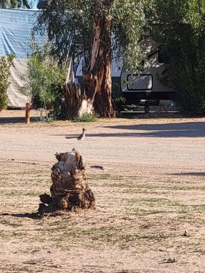 Dateland RV Park - Dateland, AZ