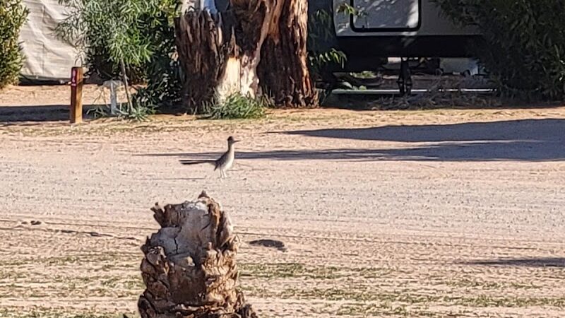 Dateland RV Park - Dateland, AZ